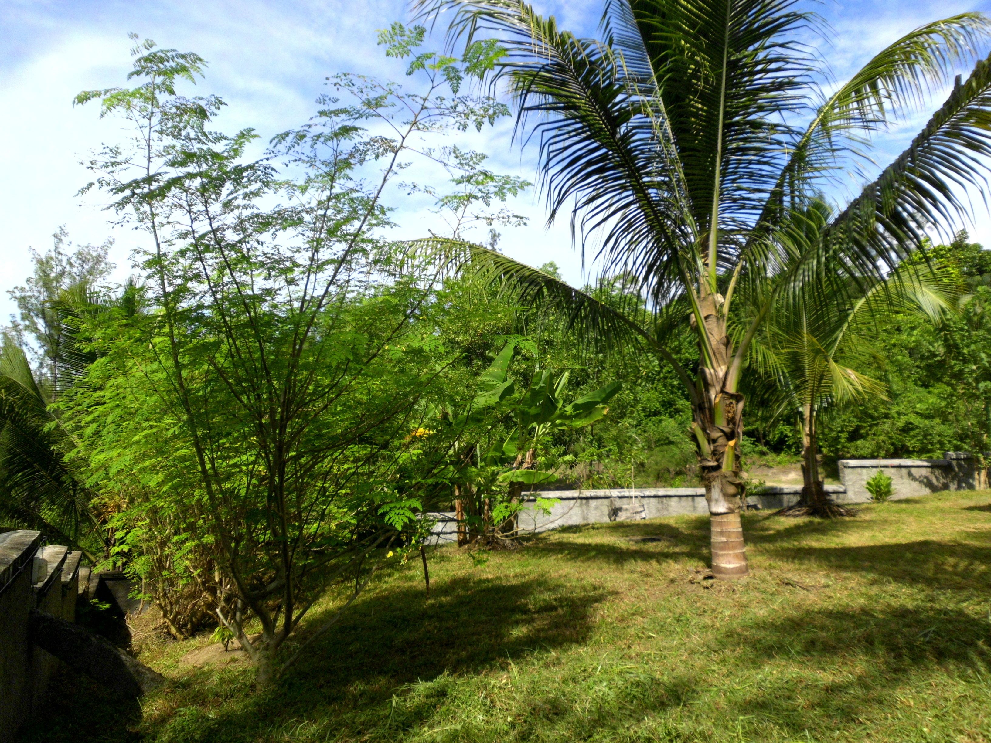 Un jardin luxuriant, avec différentes espèces d’arbres et un palmier au centre.