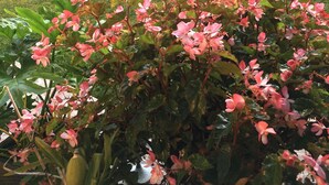 Een terras met tuinmeubilair, een tuin vol roze bloemen en een houten omheining op de achtergrond.