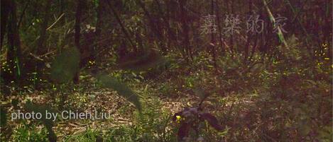 A forest scene with dense vegetation and a ground covered in leaves and small plants.