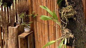 A bamboo fence with various plants, including orchids and a potted plant on a wooden stand. - Jia's Homestay (Lugu)