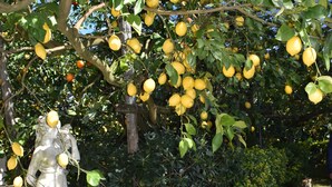 Un giardino con una statua e un limone.