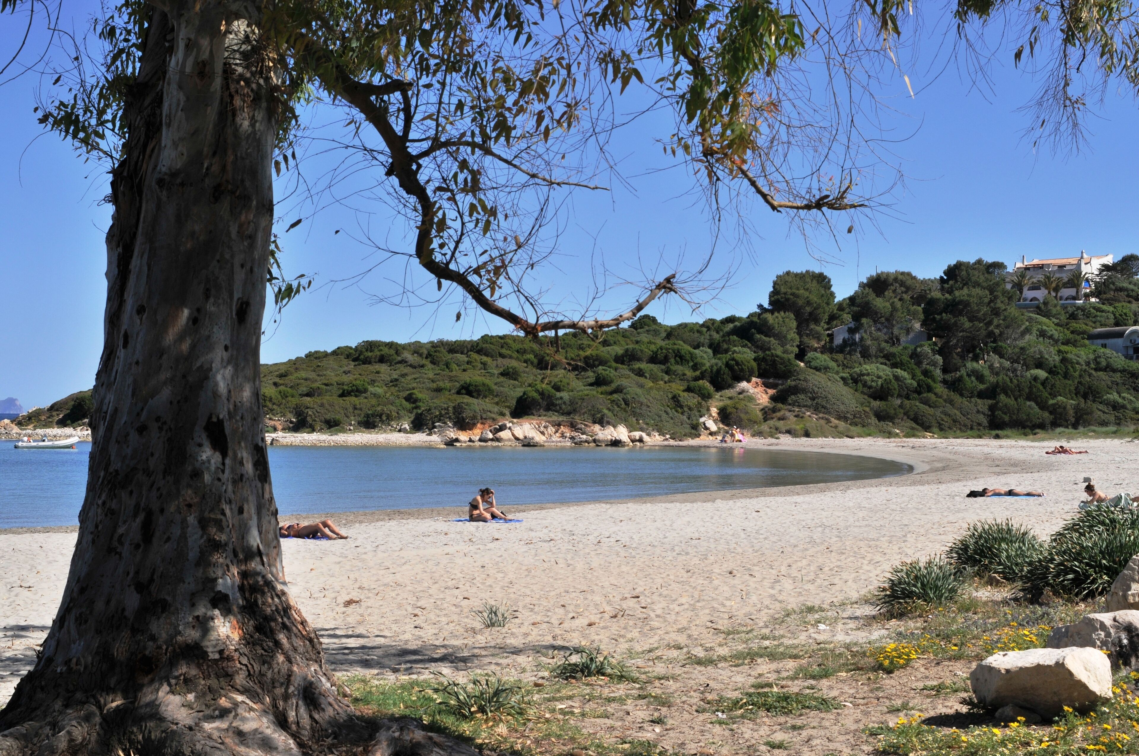 Une plage avec un grand arbre au premier plan, une rive sablonneuse et une colline avec des bâtiments en arrière-plan.