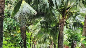 Courtyard - Honba Lagi Beach Resort (La Gi)