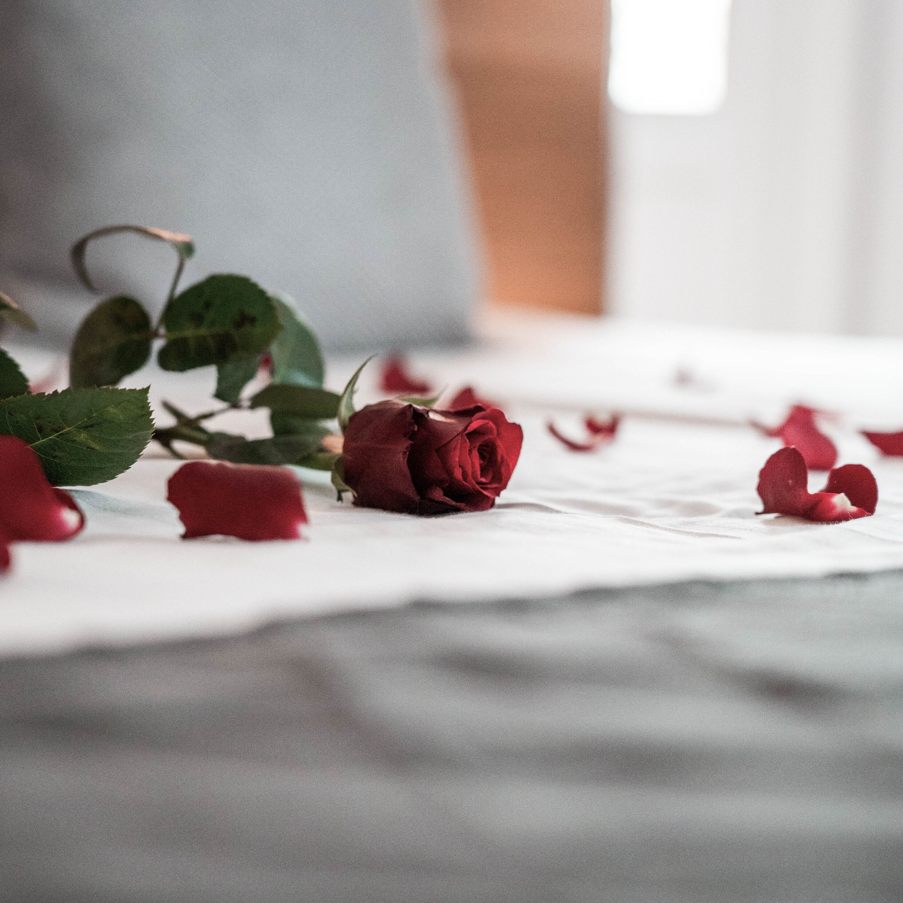 A bed with a white sheet and scattered rose petals.