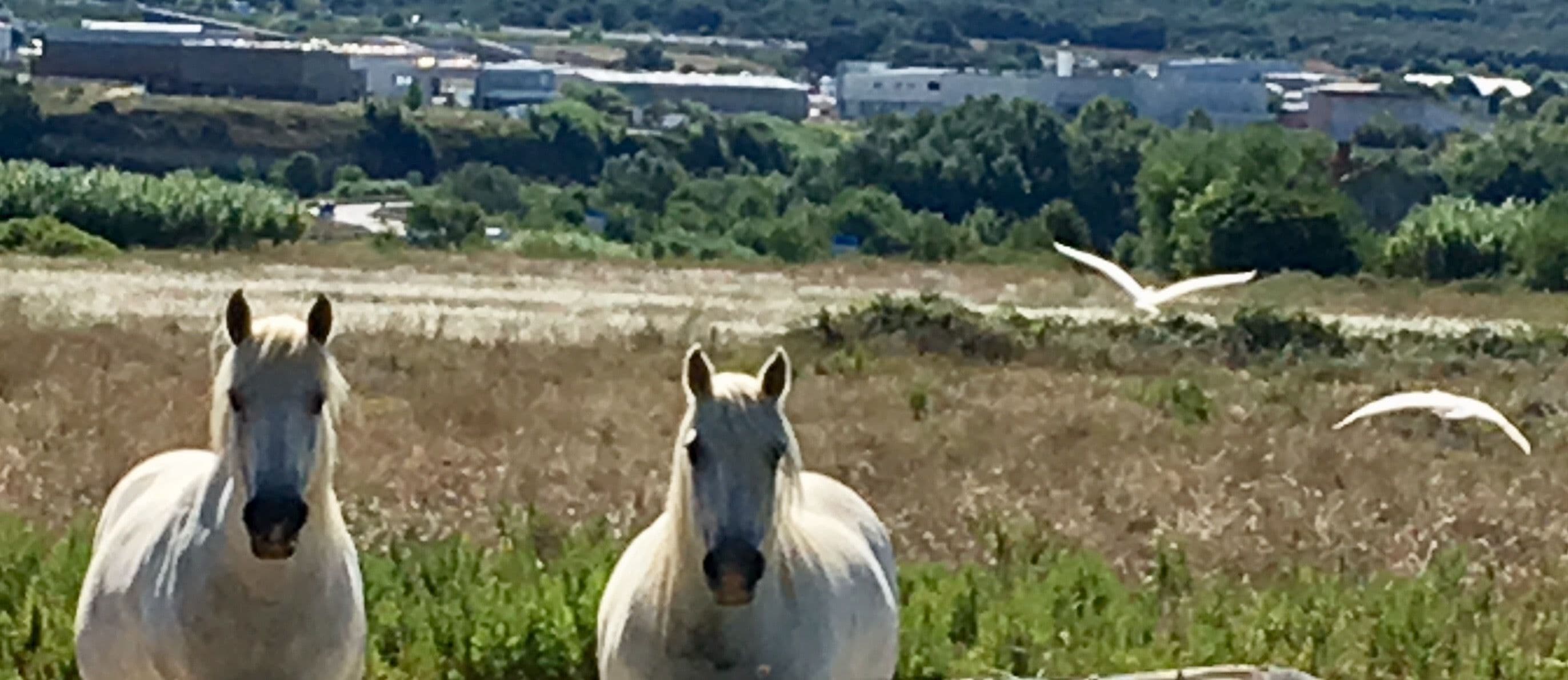 Foto - La Domitia - Maison d'hôtes, massages & bien-être