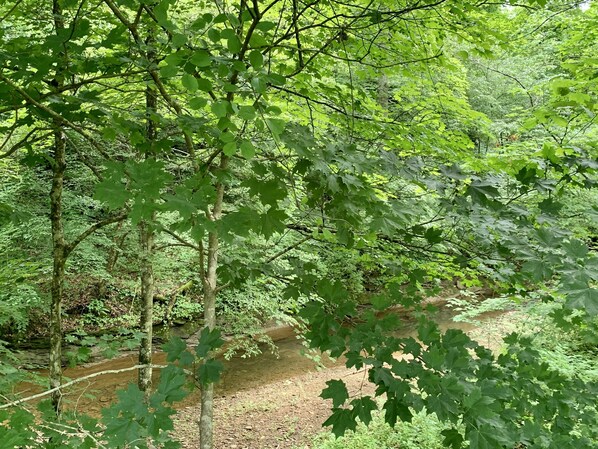 Zona boscosa con un sendero de tierra y un pequeño arroyo.