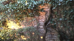 A stone wall with ivy and a tree trunk. - The dock of Villa Sardagna (blevio)