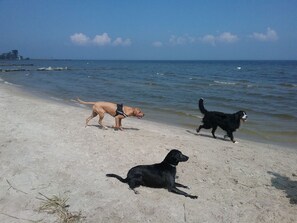 بالقرب من الشاطئ