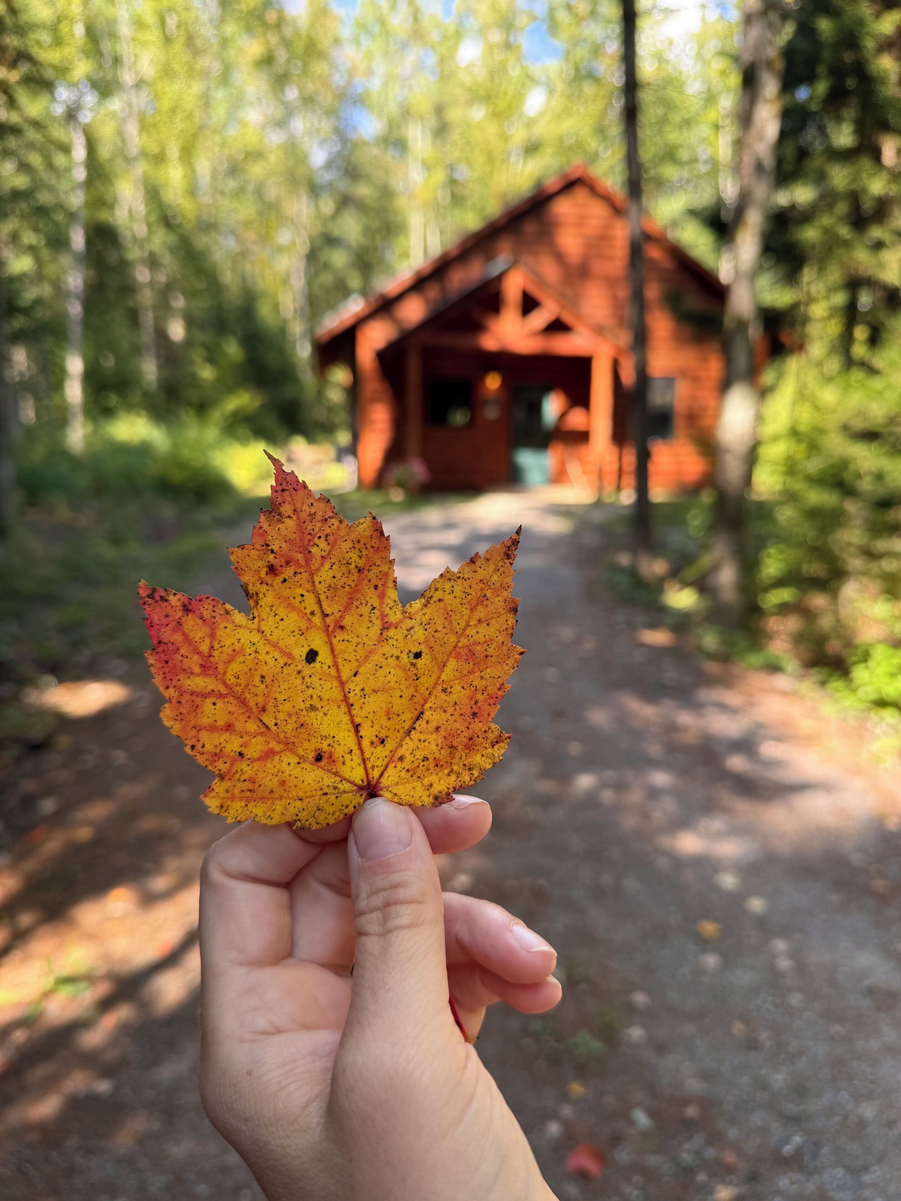 A hand holding a leaf with a cabin in the background.