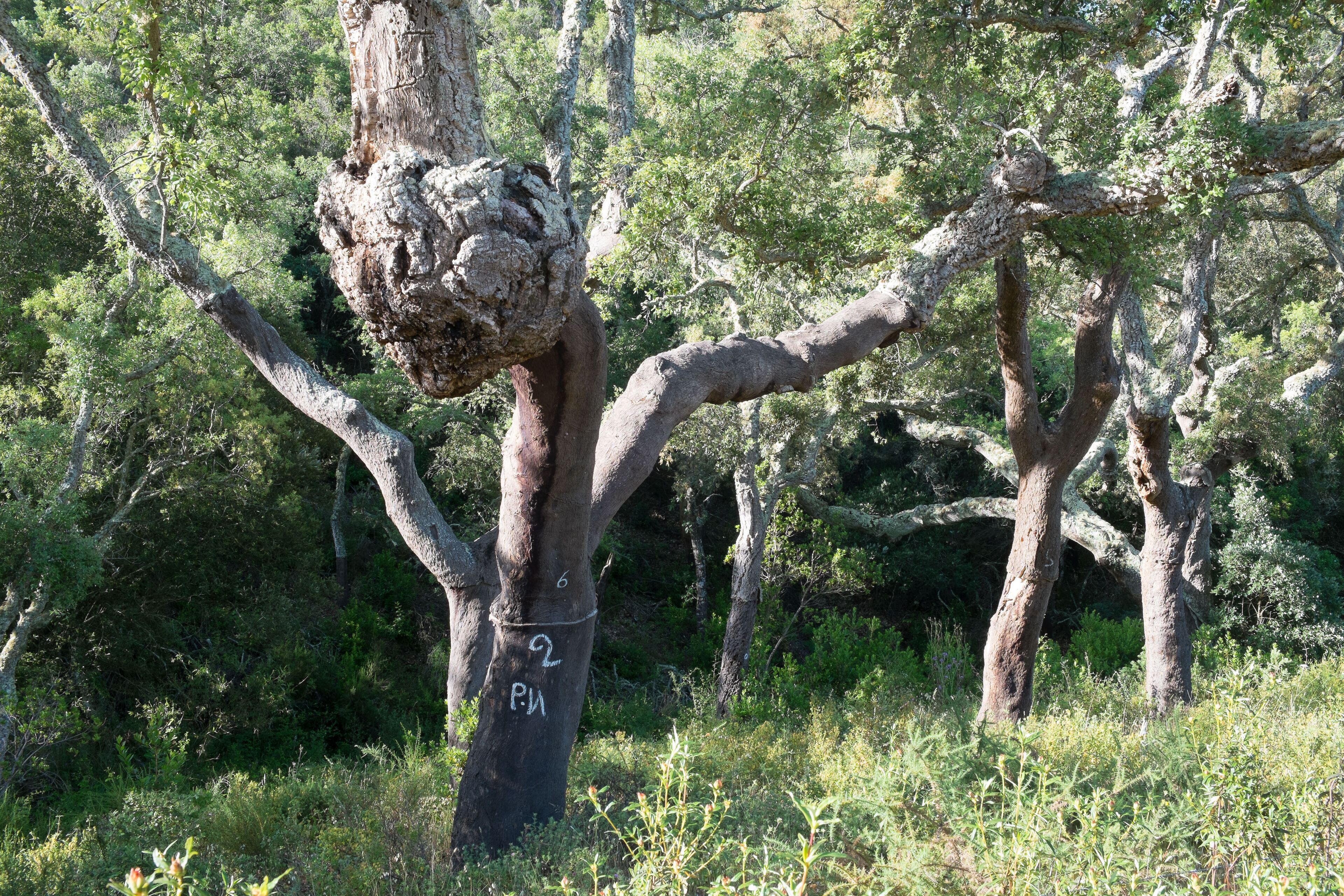 Un arbre doté d’un tronc et de branches rugueux et aux textures marquées, qui s’étendent vers l’extérieur.