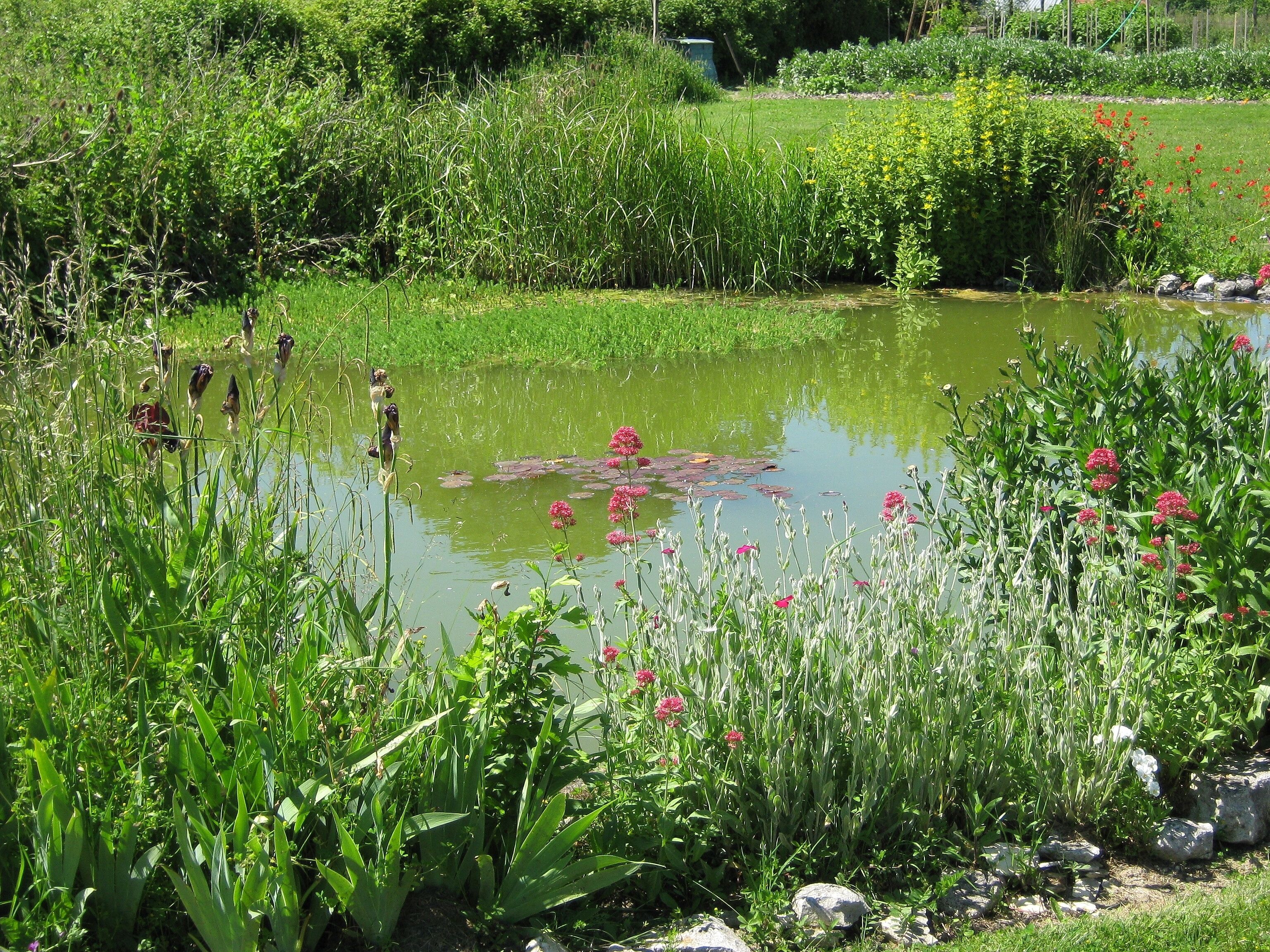 wildlife pond