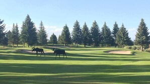 Um campo de golfe com dois alces na área de jogo, rodeado por árvores.