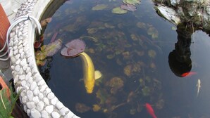 A koi pond with clear water, surrounded by a stone border, and containing various fish. - B&B Palazzo a Mare (Capri)