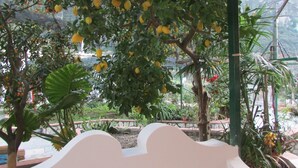 A greenhouse with various plants and trees, including a lemon tree with ripe lemons. - B&B Palazzo a Mare (Capri)