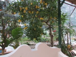 Chambre Double, non-fumeurs | Jardin