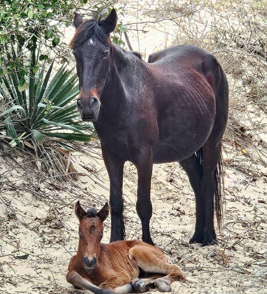 A horse standing next to a young foal on a sandy terrain with sparse vegetation.