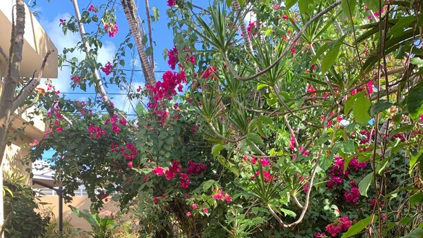 A garden pathway with potted plants and flowering shrubs. - STUDIO  Walking distance to beach. (Isla Verde)