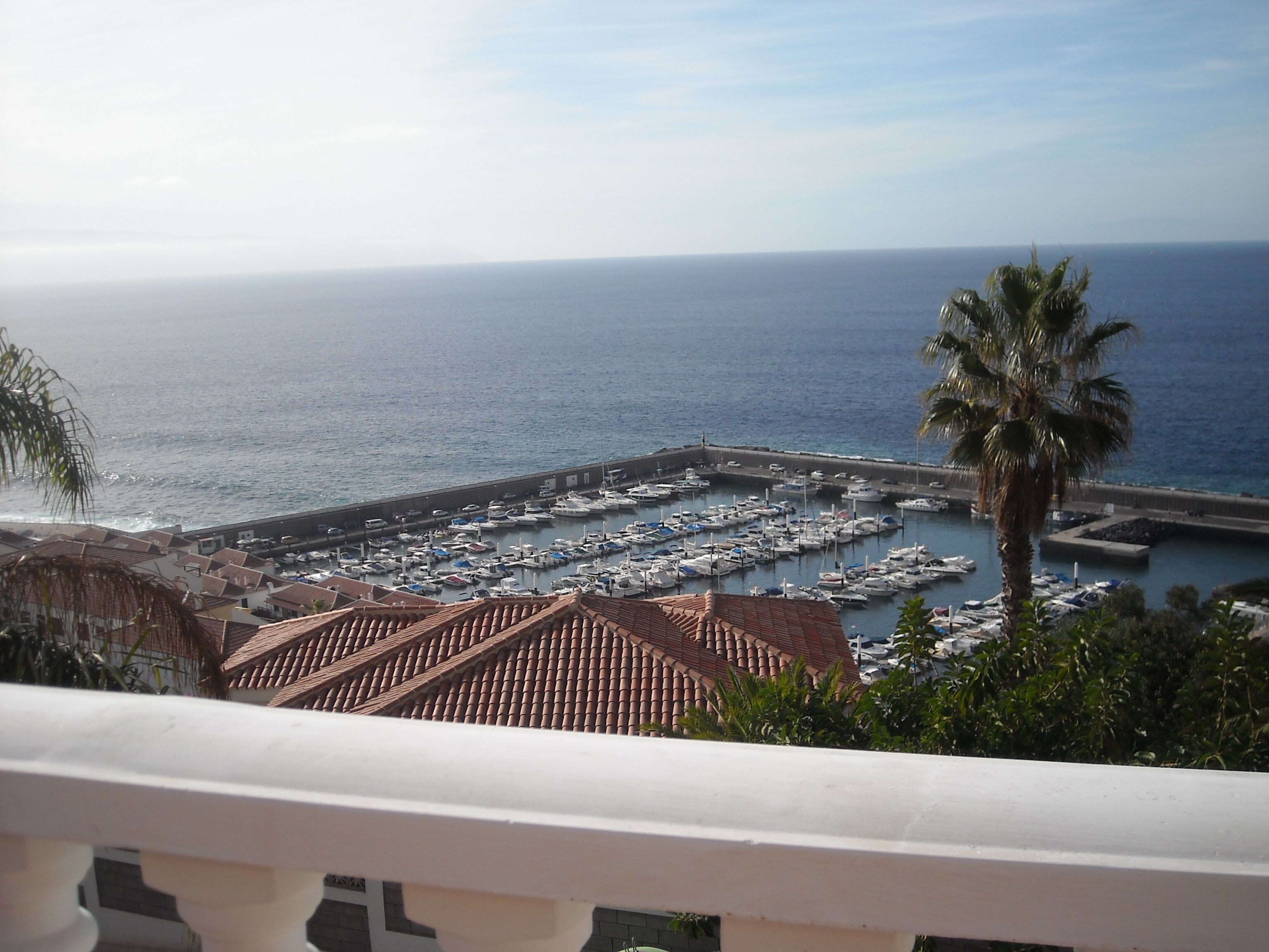 A marina with numerous boats docked, a coastal view, and a palm tree.