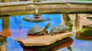 Tres tortugas sobre una plataforma de madera, con una fuente al fondo.