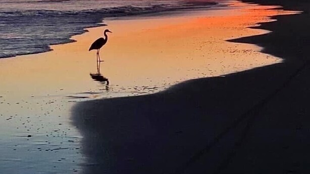 Une scène de plage avec un oiseau debout dans une eau peu profonde.