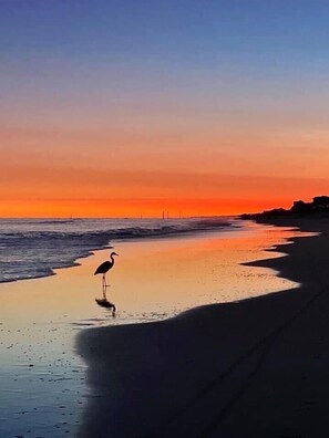 Escena de playa con un ave en aguas poco profundas.