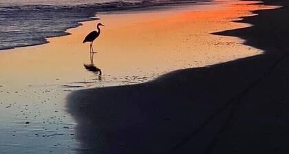 Modern Pet Friendly Home ~Ocean & ICW Views + Elevator 🐬☀️🌊