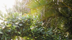 A paved pathway lined with potted plants and a variety of greenery, leading to a building entrance. - BY THE BEACH WITH A POOL! PRIVATE GUEST STUDIO APT. WITH A FULL KITCHEN & BATH! (Naples)