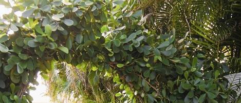 Un sendero pavimentado bordeado de macetas con plantas y diversa vegetación, que conduce a la entrada de un edificio.