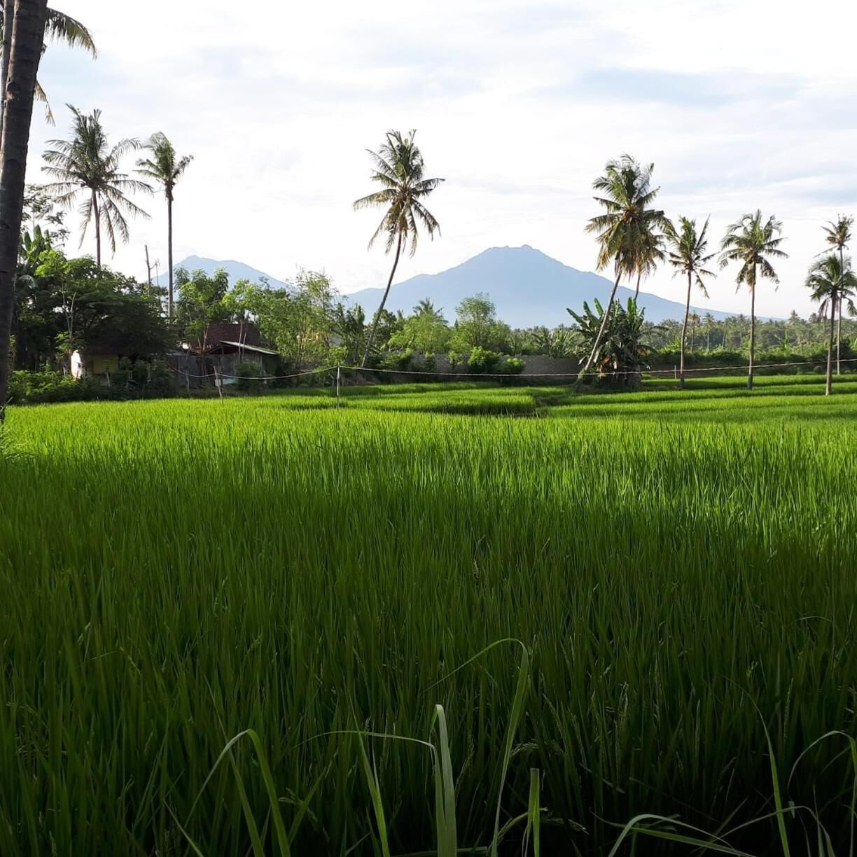 A lush green rice field with palm trees and a mountain in the background.