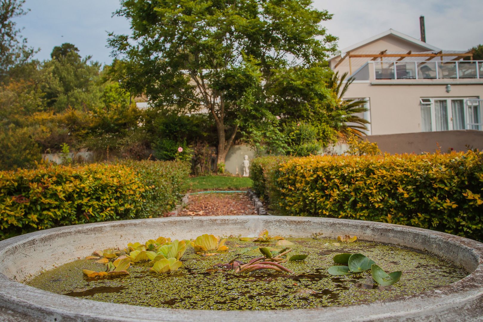 A garden with a pond, hedges, and a building in the background.