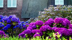 A building with a brick facade and white shutters, surrounded by vibrant purple and pink flowers. - Hotel Aarnhoog (Sylt)