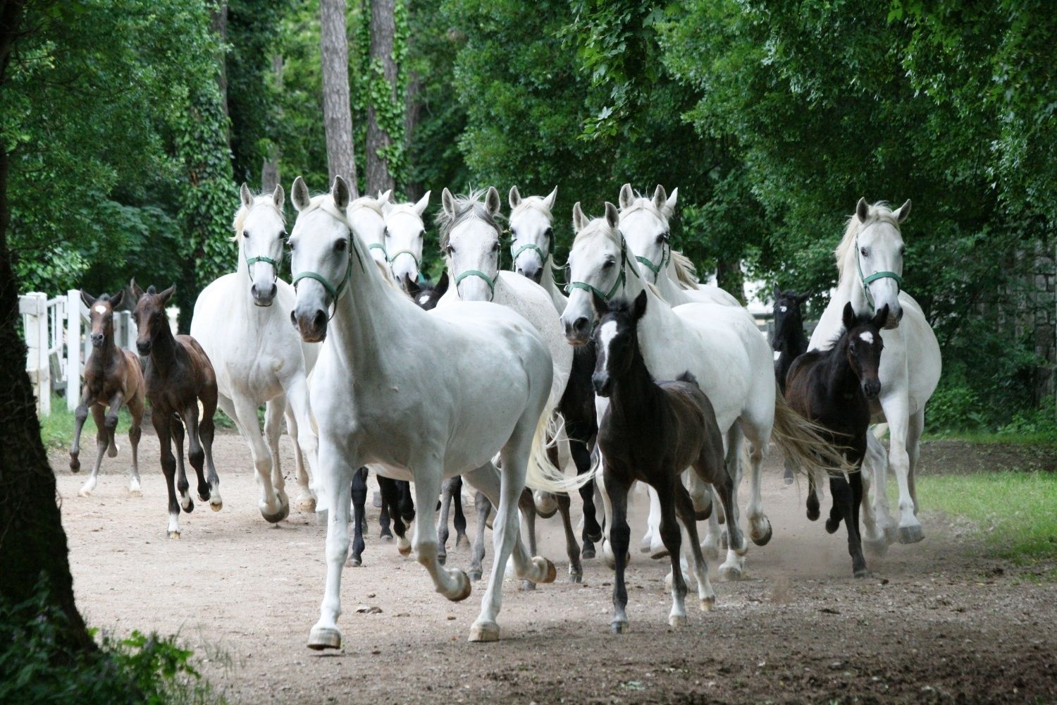 A group of horses running on a dirt path surrounded by trees.