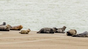 A group of seals resting on a sandy beach by the water. - Hidden Bay Hotel (Cayeux-sur-Mer)