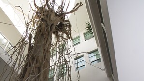 A large indoor tree with extensive roots and branches, surrounded by modern architecture with large windows and a view of the outdoors. - Downtown Apartment Oasis 12 (Playa del Carmen)