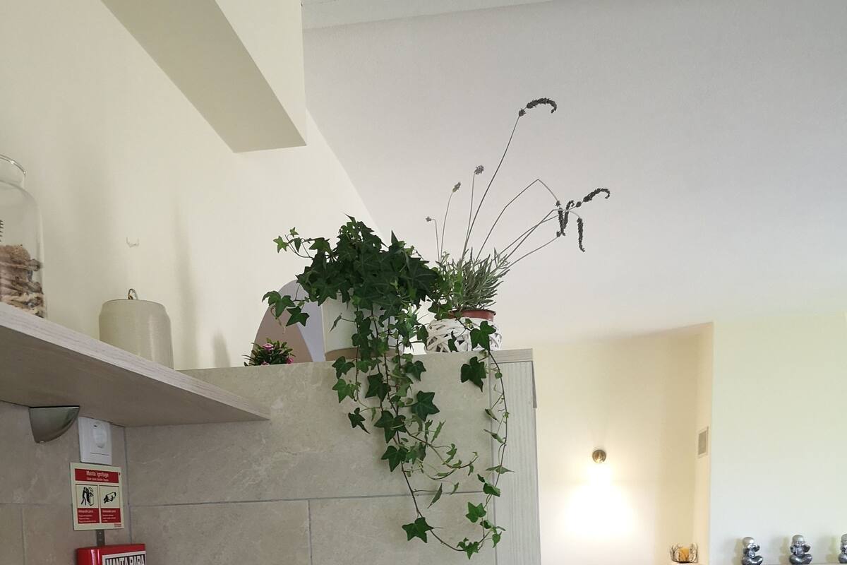 A kitchen with a sink, a fire extinguisher, and a potted plant.