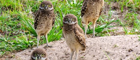 Four owls standing on a sandy ground with green grass around.