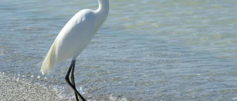 Casa, varias camas (Delightful home with pool and direct ) | Imagen general