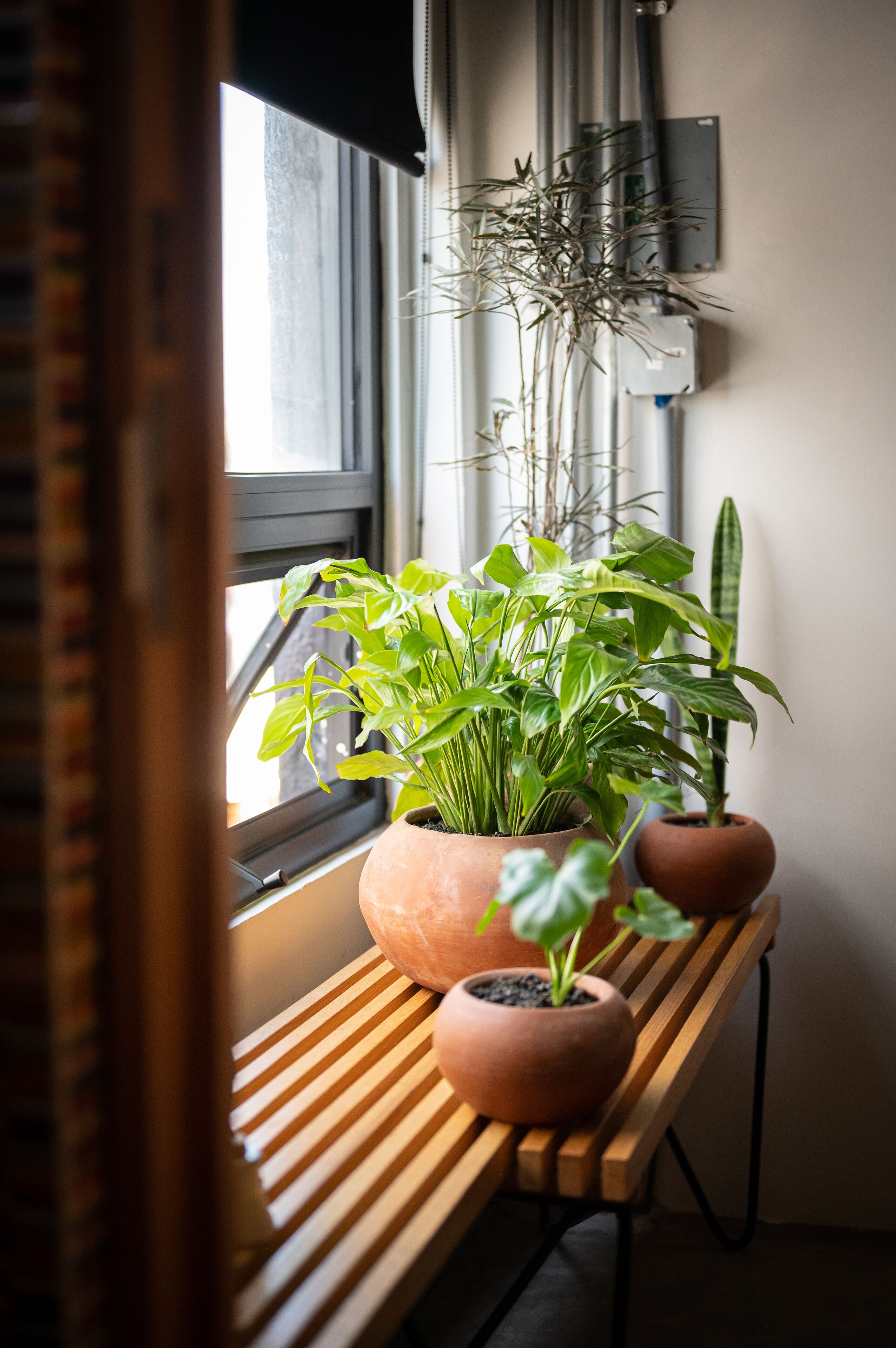 Foto - Hotel Boutique Lafayette Tijuana