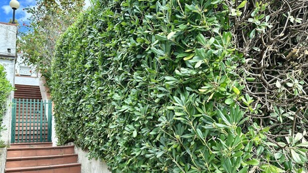 A staircase leading up to a building with a green gate and dense foliage on the walls. - N107 - Numana, large three-room apartment with garden and two bathrooms (Numana)