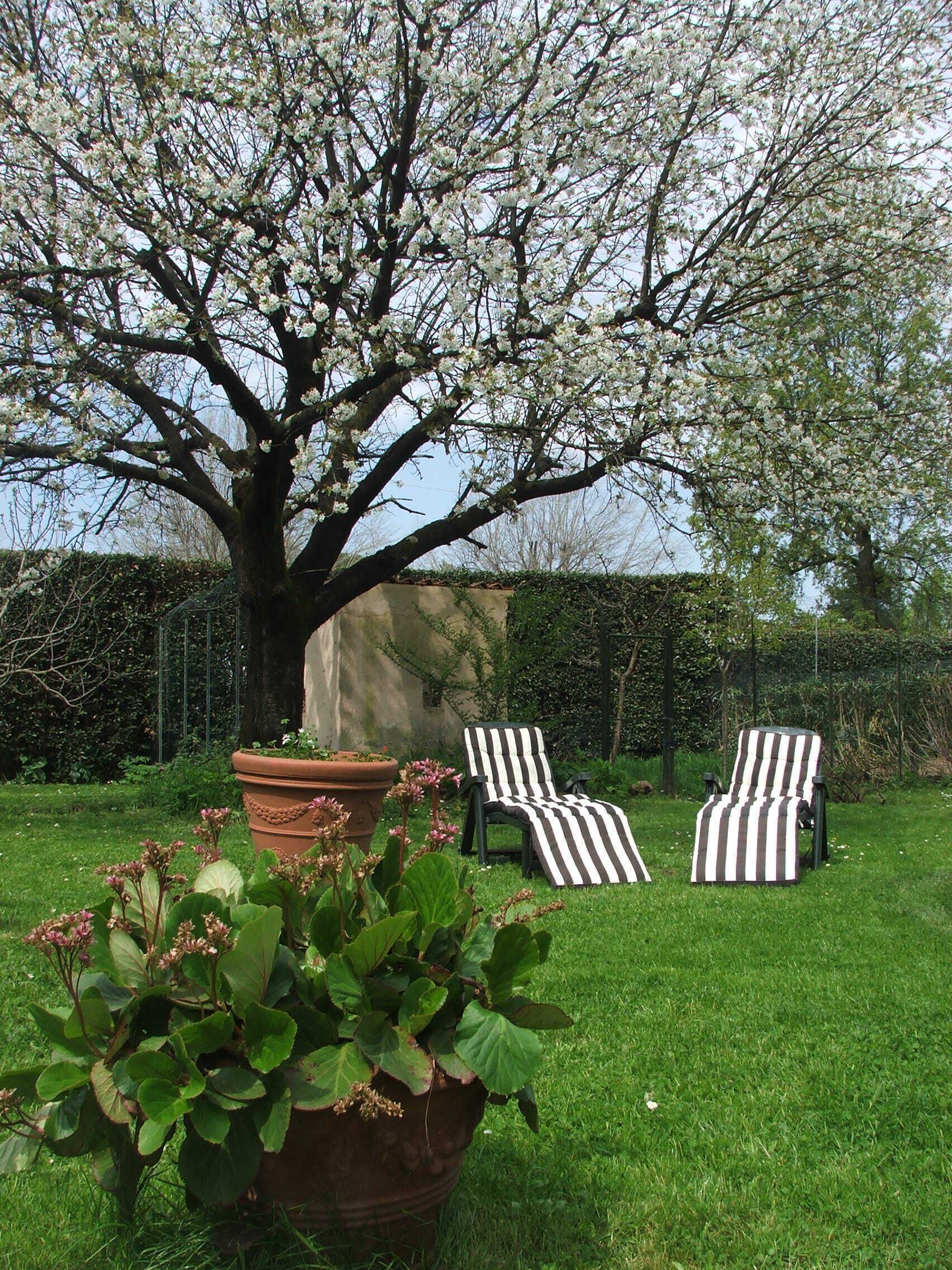 A large tree with white blossoms in a garden with two striped lounge chairs.