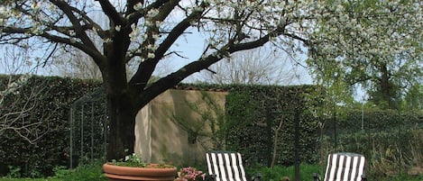 A large tree with white blossoms in a garden with two striped lounge chairs.