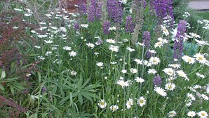 Un jardín con flores blancas y moradas, una estructura de madera y una rueda oxidada.