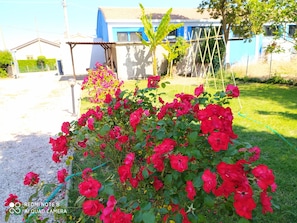 A garden with red roses, a blue building, and a white house in the background.