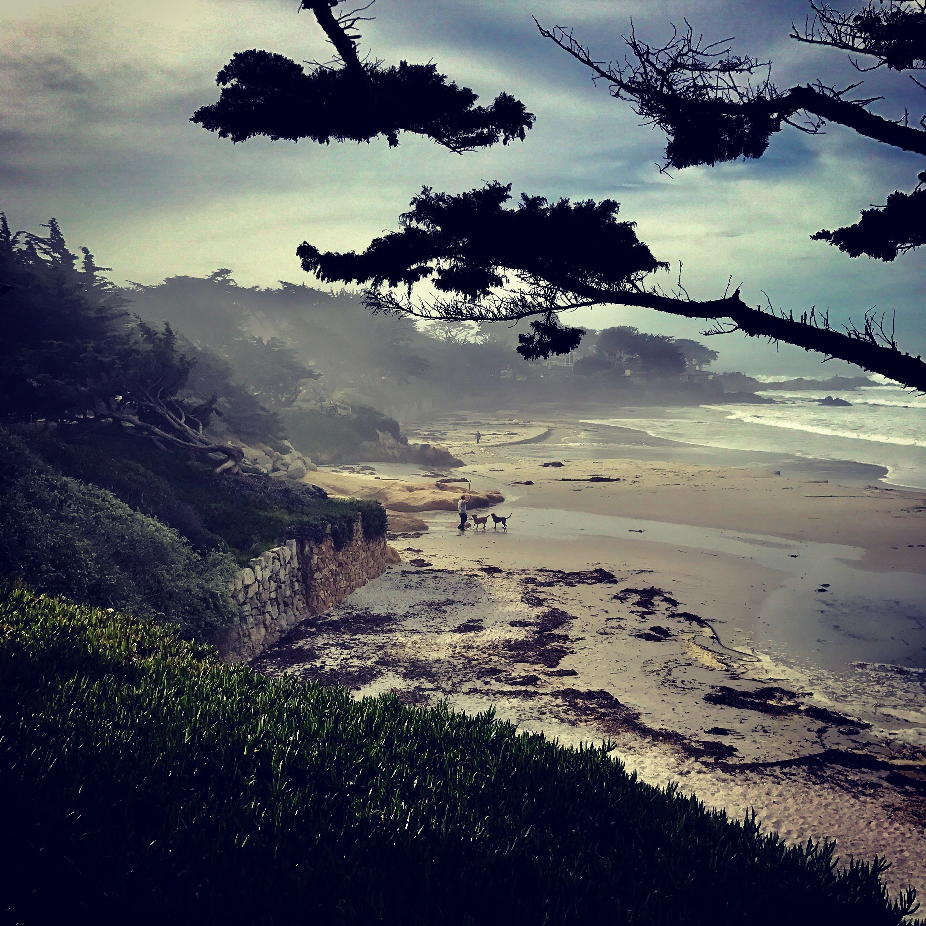 A beach with a stone wall, grassy area, and trees.