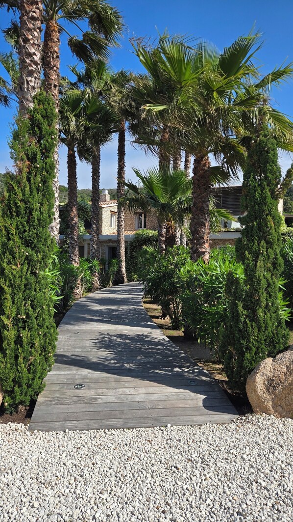 A pathway leading to a building surrounded by palm trees and conifers.