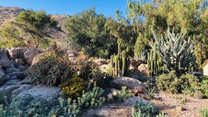 A desert garden with cacti, rocks, and various desert plants. - Farmhouse cottage Retreat with Mountain View’s.  (El Cajon)