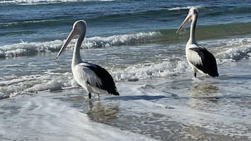 Sun-loungers, beach towels