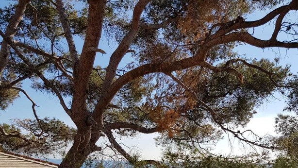 A coastal building with a balcony overlooking the sea, surrounded by trees. - Lovely Apartment on the Ligurian Sea (Varazze)