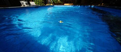 Une piscine à l’eau d’un bleu cristallin, entourée de chaises longues et de verdure.