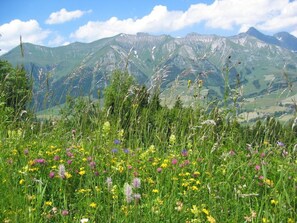 A mountainous landscape with a field of wildflowers in the foreground and a range of mountains in the background. - Alpine Apartment With Stunning Views (Chateau-d'Oex)